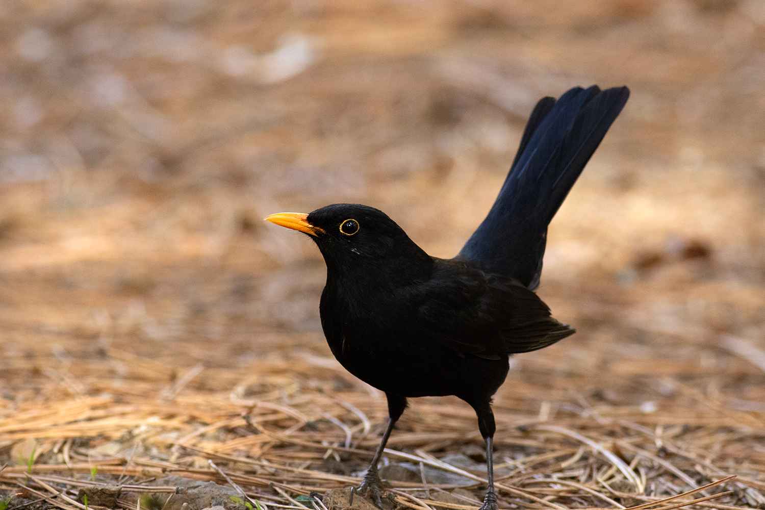 Eurasian Blackbird